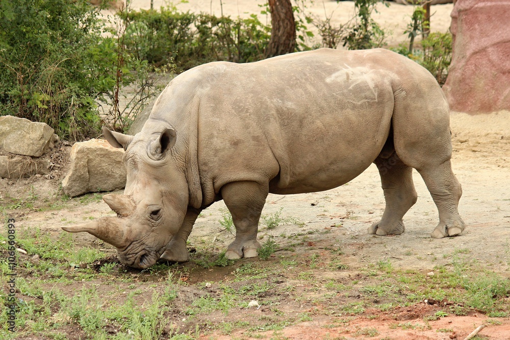 Fototapeta premium Rhinoceros in safari