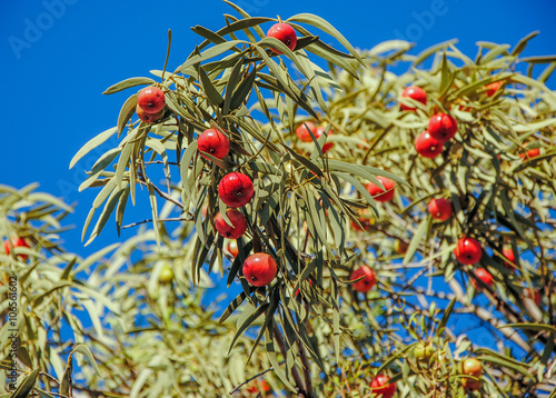 Desert quandong (Santalum acuminatum) fruits
Curtin Springs, Northern Territory, Australia photo