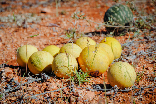 wild melons (Citrullus lanatus) in desert  on Lasseter Highway near Uluru - Kata Tjuta National Park
Northern Territory, Central Australia