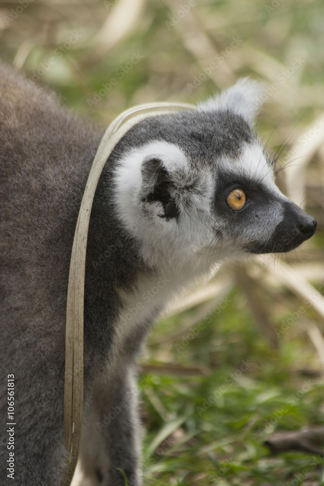 Fototapeta premium Portrait of a ring-tailed lemur