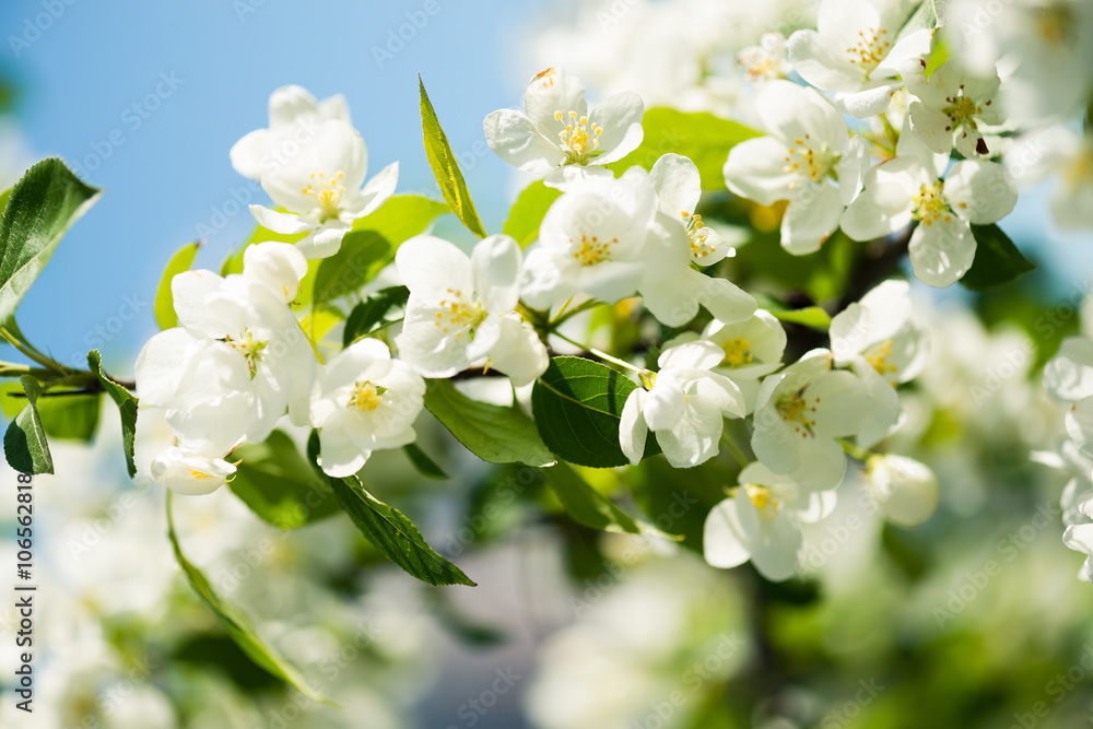 A blooming branch of apple tree in spring A blooming branch of apple tree in spring