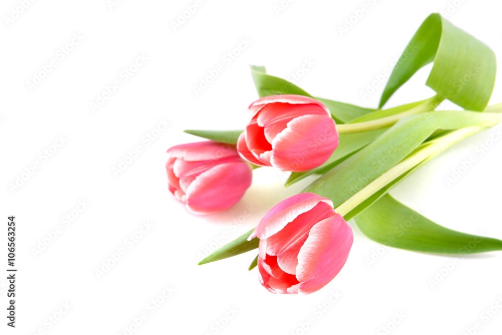 Tulips on white background. Tulips on white background.