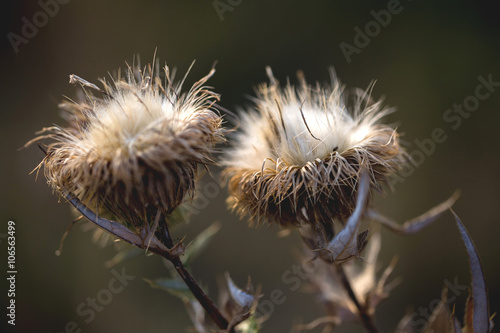 two dried flower Thistle