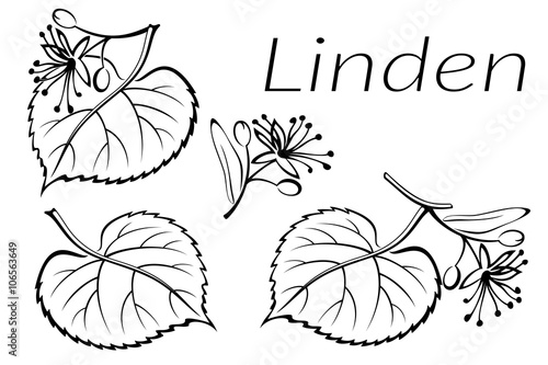 Set of Plant Pictograms, Linden Tree Leaves and Flowers, Black on White. Vector