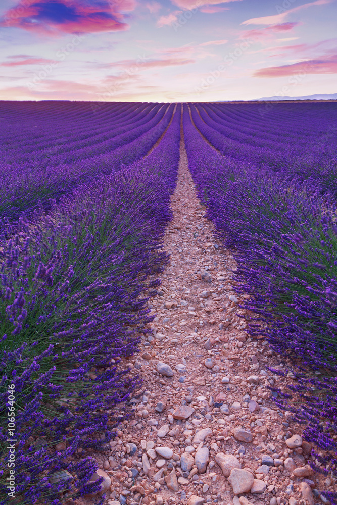 Naklejka premium Piękne kolory fioletowe pola lawendy w pobliżu Valensole w Prowansji