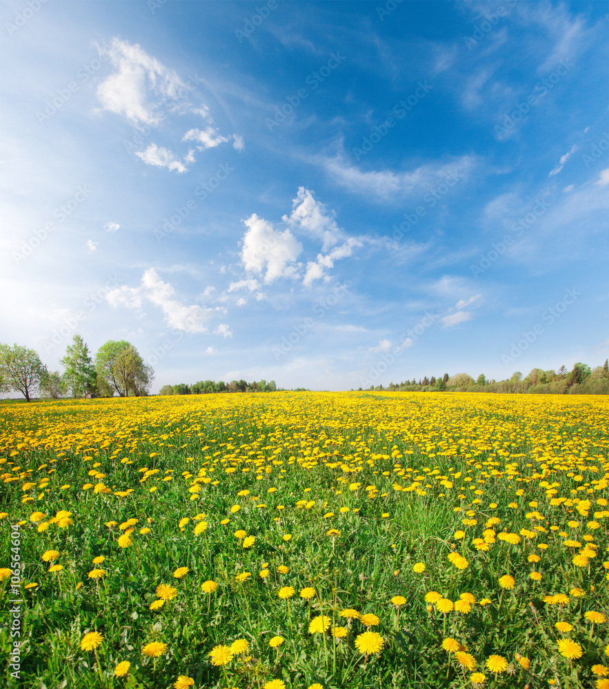 Yellow flowers  field under blue sky