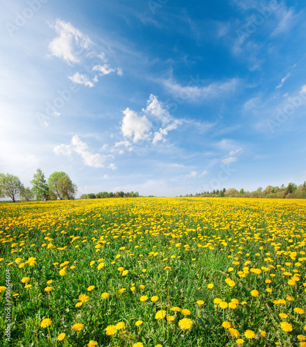 Yellow flowers  field under blue sky