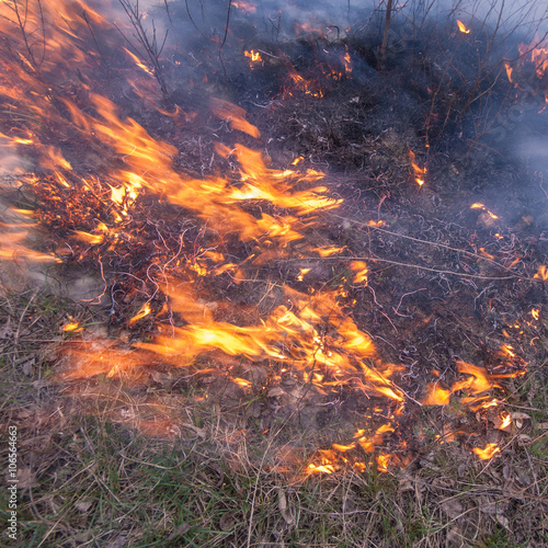 fire in forest