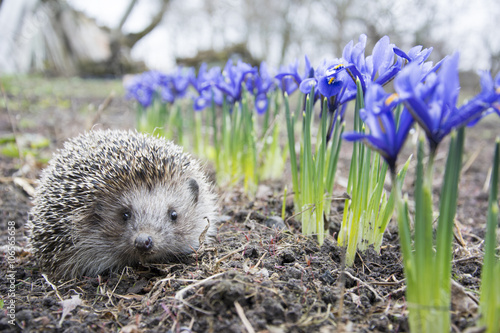 Spring in the garden hedgehog near purple flowers irises.
