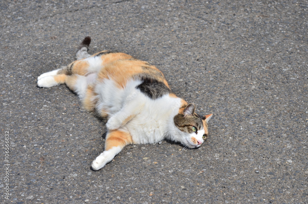 猫 猫
