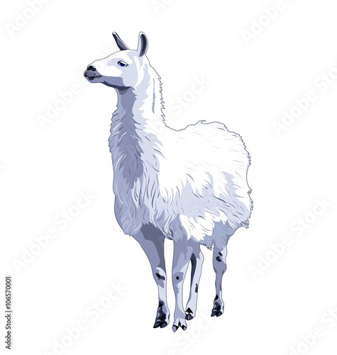 Lama, lamma. Vector color image