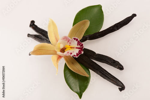 Vanilla pods and orchid flowers isolated on white background