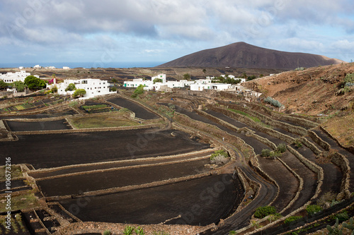 Cultivated black fields in Lanzarote. Typical landscape of rural area covered of black volcanic lapilli - Canary Islands, Spain

 photo