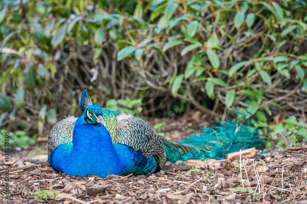 Naklejka premium Peacock sleeping