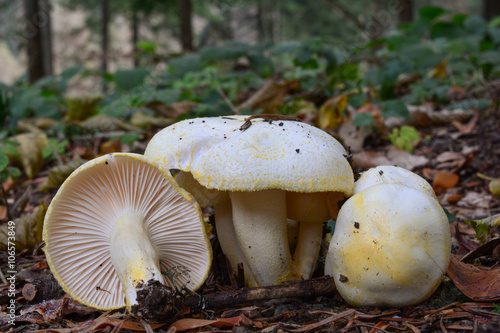 Gold flecked woodwax mushrooms