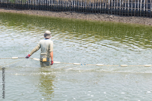 worker use a fishing net for dragging the shrimp in the pond