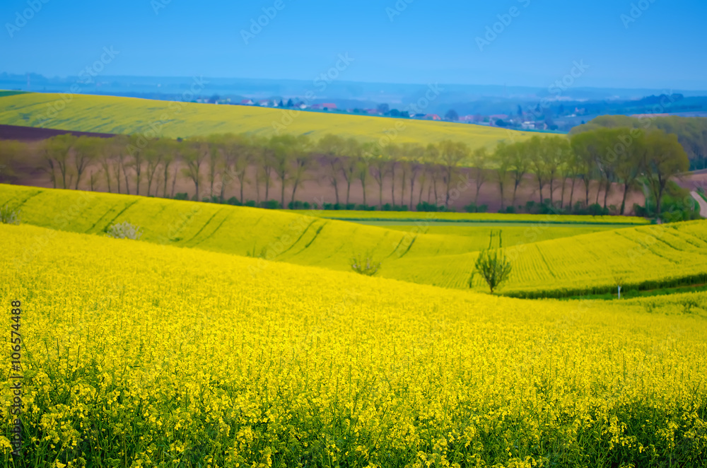 Rapeseed yellow field in spring with blue sky,  natural eco seasonal floral background