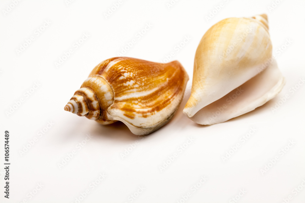 Seashells - colors and texture Seashells - colors and texture
