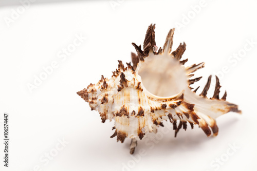 Seashells - colors and texture