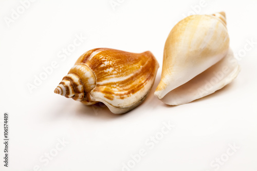 Seashells - colors and texture