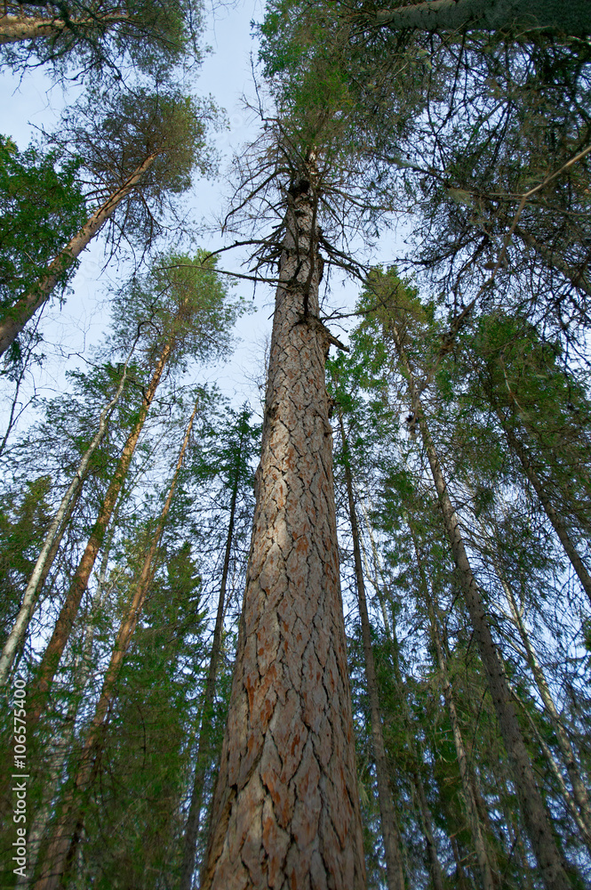 Fototapeta premium Siberian larch