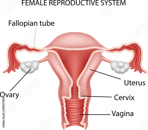 Illustration of Female reproductive system