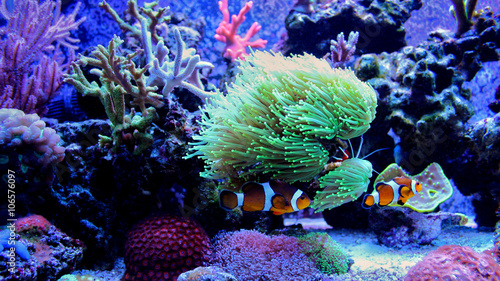 ocellaris-clownfish-amphiprion-ocellaris