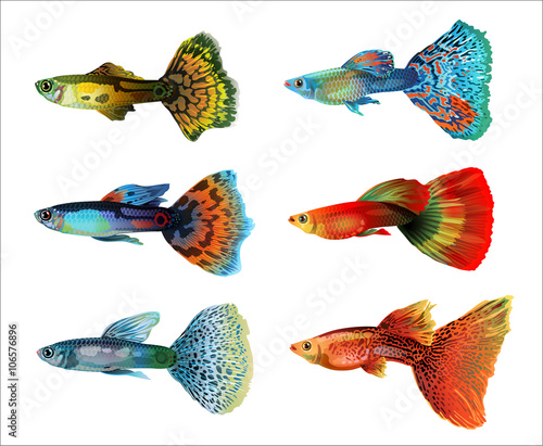 Six colorful aquarium fish