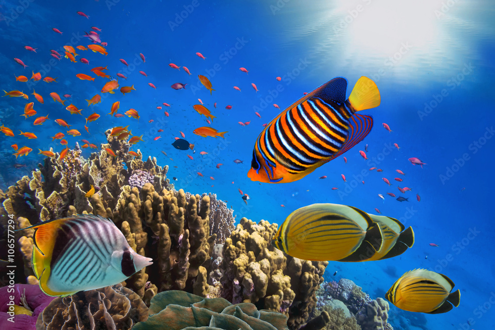 Fototapeta premium Coral Reef and Tropical Fish in Sunlight