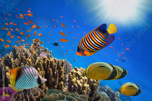 rafa-koralowa-i-tropikalna-ryba-w-swietle-slonecznym