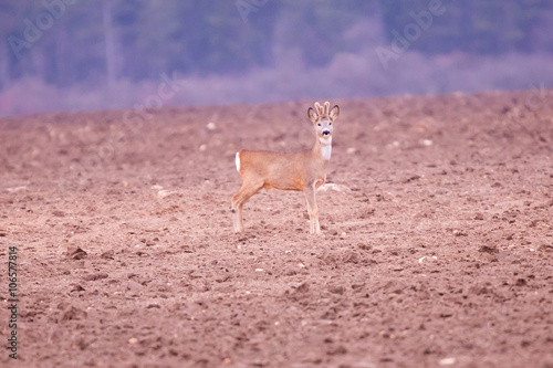 Young roe observed something photo