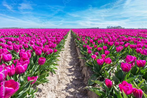 Fototapeta Naklejka Na Ścianę i Meble -  Flowers field with purple tulips and path