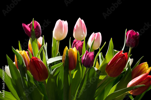 Tulips / beautiful Tulips over a dark background