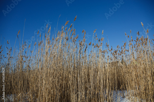 Landscape spikes grass sedge dry on the background of blue sky. The grass stems in winter snow frosty morning.