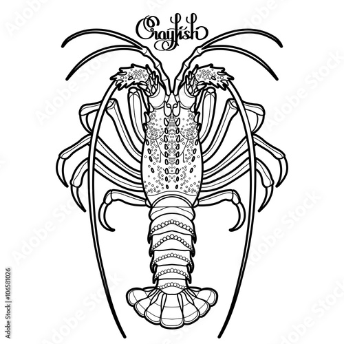 Graphic vector crayfish