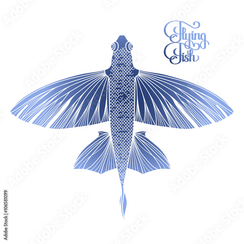 Graphic flying fish