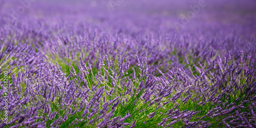 Fototapeta Naklejka Na Ścianę i Meble -  Blurred background of Blooming Purple Lavender Flowers Field in 
