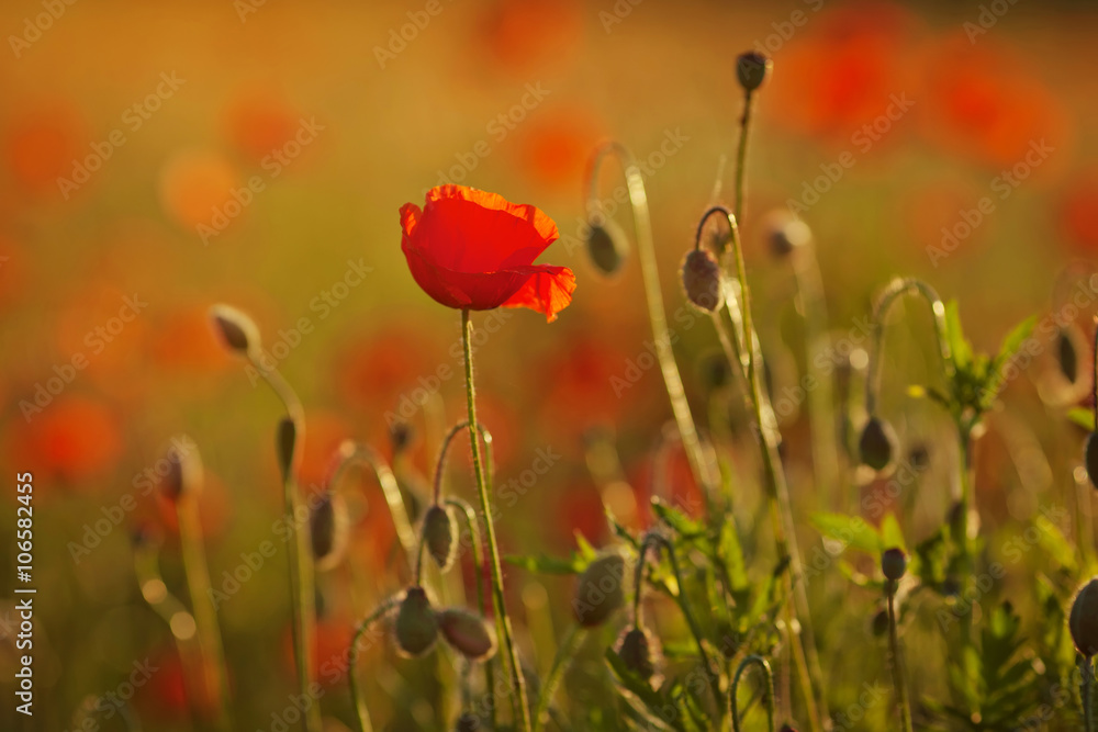 Fototapeta premium Red poppy on background at sunset. Close up