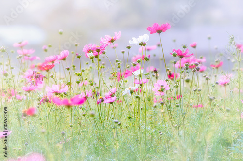 Cosmos flowers in the garden soft blur background in pastel retro vintage style.