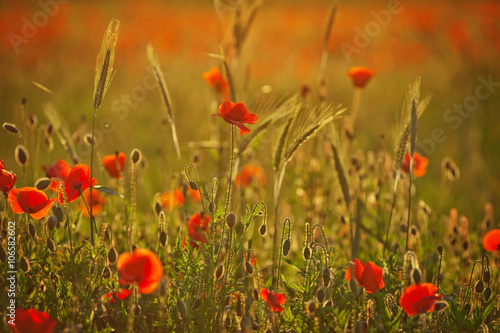 Red poppy on background at sunset. Close up
