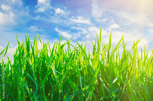 Green sunny grass meadow at spring with blue sky and white clouds. Natural eco seasonal spring abstract background.