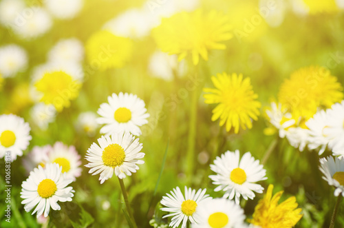 Dandelion yellow flowers and daisy growing on the meadow in spring time on the green grass with sun rays © Roxana
