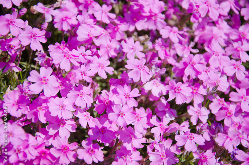 Sunlit pink flowers as a beautiful floral background (shallow DOF, selective focus) Sunlit pink flowers as a beautiful floral background (shallow DOF, selective focus)