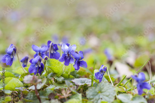 Common violet in the springtime