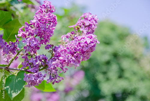 Beautiful sunlit pink lilac flowers  shallow DOF  with copy space on the right for your text 