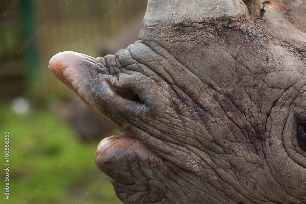 Naklejka premium photo study of a Black Rhino's mouth
