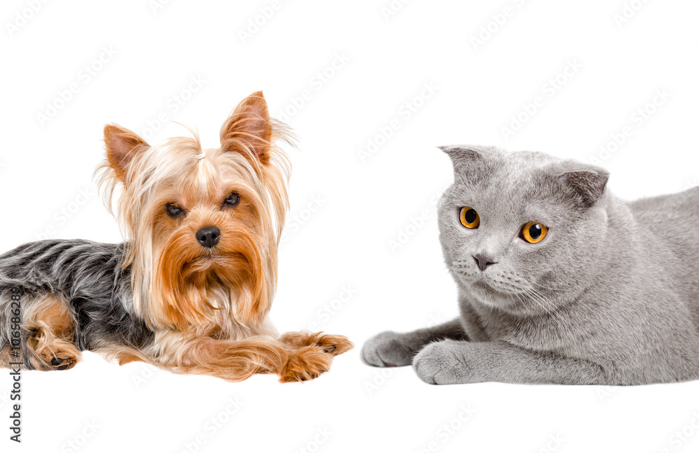Portrait of Yorkshire terrier and cat Scottish Fold lying together