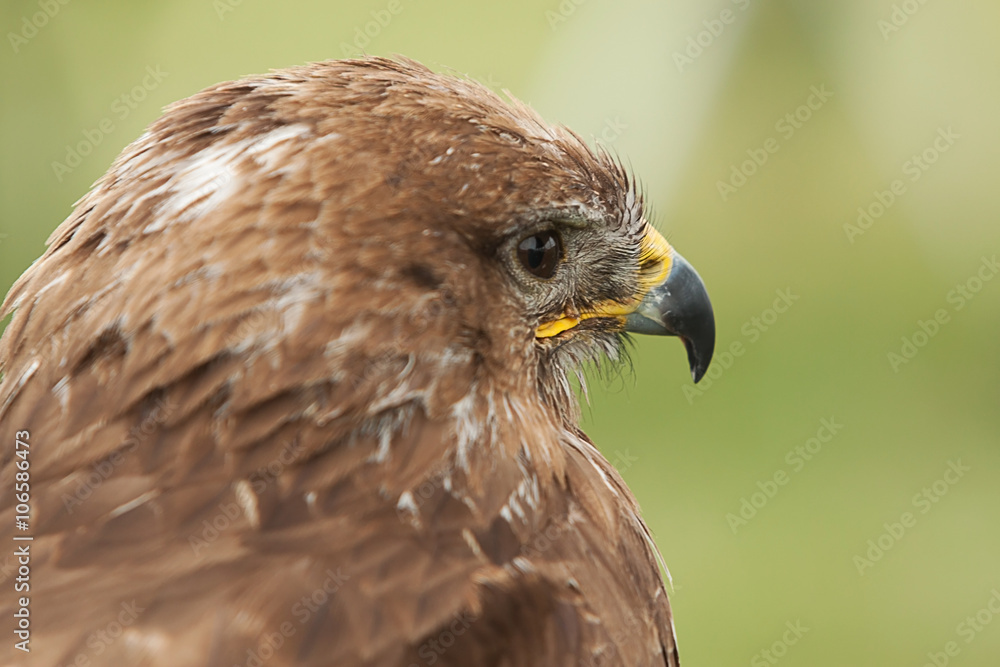 photo portrait of a Buzzard photo portrait of a Buzzard