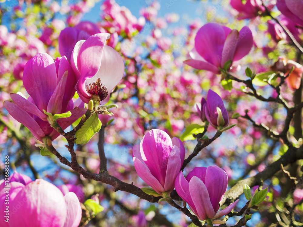 Obraz premium Rosa Magnolien