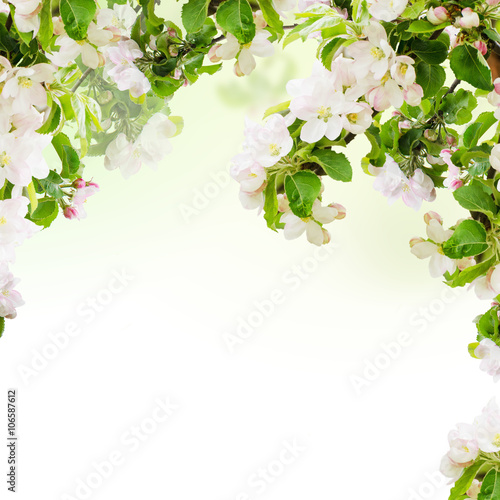 Fresh spring branches of apple tree with flowers, natural floral seasonal easter background. Suitable for greeting cards and invintation.